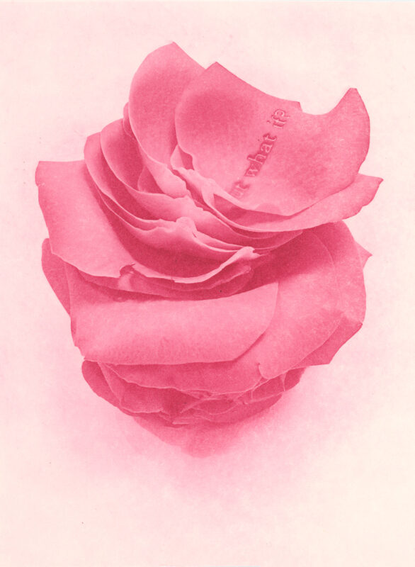 Jenn Law - but what if? (C I), 6.75" x 5", photopolymer gravure print of letterpress printed rose petals, variable edition of 5, 2024