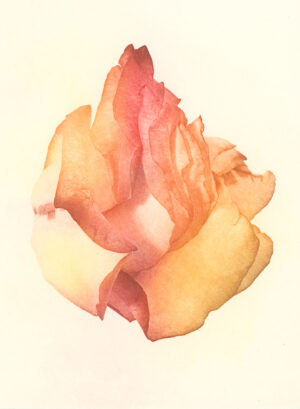 Jenn Law - call me back (C I), 6.75" x 5", photopolymer gravure print of letterpress printed rose petals, variable edition of 5, 2026