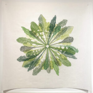 Jenn Law - propagé (this is how we survive), 36" x 36", screenprint of letterpress printed dandelion leaves, variable edition of 4, 2026