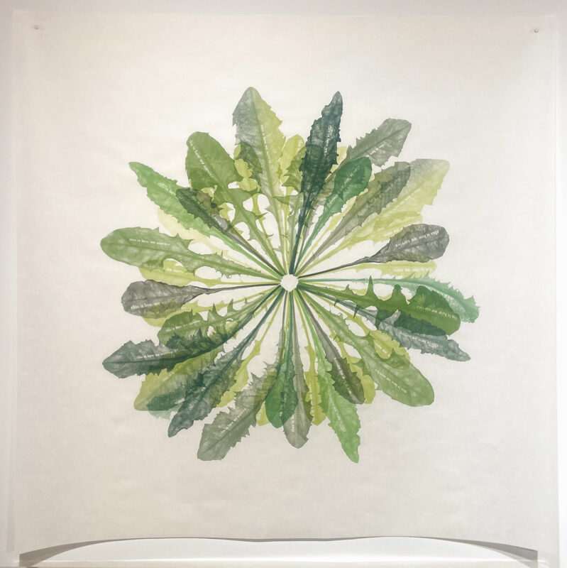 Jenn Law - propagé (this is how we survive), 36" x 36", screenprint of letterpress printed dandelion leaves, variable edition of 4, 2026