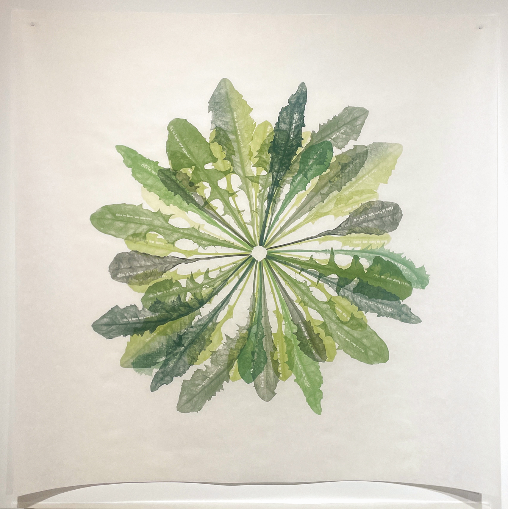 Jenn Law - propagé (this is how we survive), 36" x 36", screenprint of letterpress printed dandelion leaves, variable edition of 4, 2026