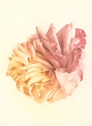 Jenn Law - courage, darling (C III), 6.75" x 5", photopolymer gravure print of letterpress printed rose petals, variable edition of 5, 2026