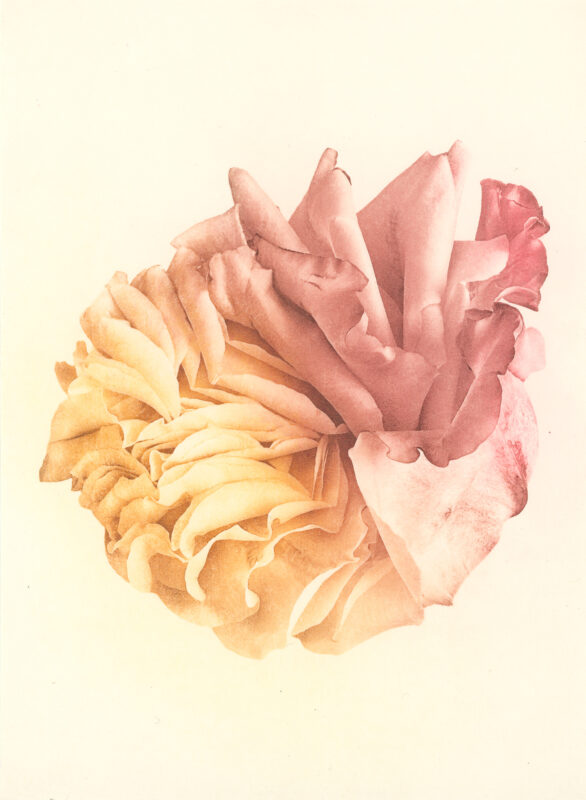 Jenn Law - courage, darling (C III), 6.75" x 5", photopolymer gravure print of letterpress printed rose petals, variable edition of 5, 2026