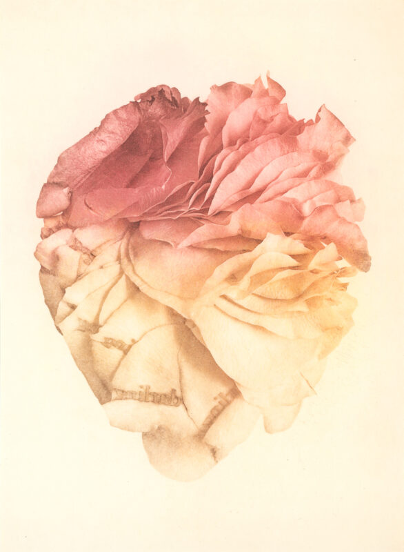 Jenn Law - courage, darling (C II), 6.75" x 5", photopolymer gravure print of letterpress printed rose petals, variable edition of 5, 2026