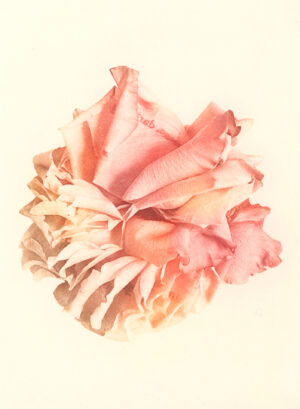 Jenn Law - courage, darling (C I), 6.75" x 5", photopolymer gravure print of letterpress printed rose petals, variable edition of 5, 2026