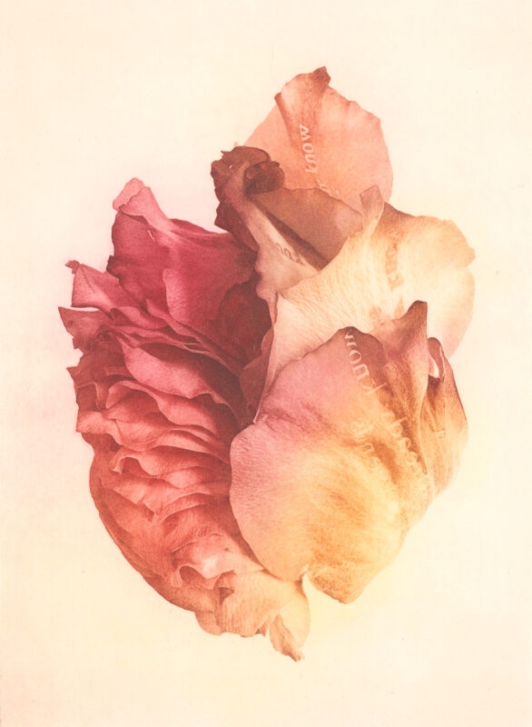 Jenn Law - i already know how it ends (C II), 6.75" x 5", photopolymer gravure print of letterpress printed rose petals, variable edition of 5, 2026