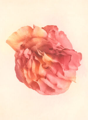 Jenn Law - i already know how it ends (C I), 6.75" x 5", photopolymer gravure print of letterpress printed rose petals, variable edition of 5, 2026
