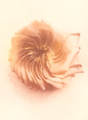 Jenn Law - i always thought we'd have more time (C I), 6.75" x 5", photopolymer gravure print of letterpress printed rose petals, variable edition of 5, 2025