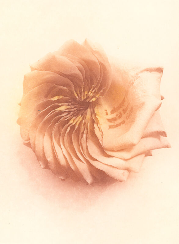 Jenn Law - i always thought we'd have more time (C I), 6.75" x 5", photopolymer gravure print of letterpress printed rose petals, variable edition of 5, 2025