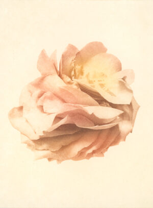 Jenn Law - i don't want it to end (C III), 6.75" x 5", photopolymer gravure print of letterpress printed rose petals, variable edition of 5, 2025