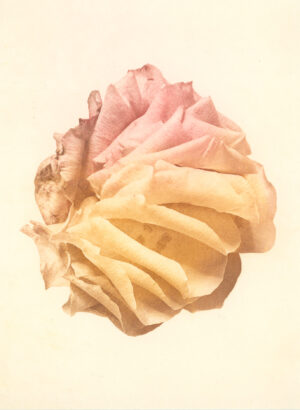 Jenn Law - i don't want it to end (C II), 6.75" x 5", photopolymer gravure print of letterpress printed rose petals, variable edition of 5, 2025