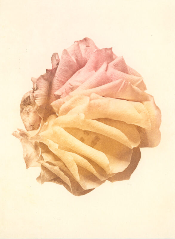 Jenn Law - i don't want it to end (C II), 6.75" x 5", photopolymer gravure print of letterpress printed rose petals, variable edition of 5, 2025