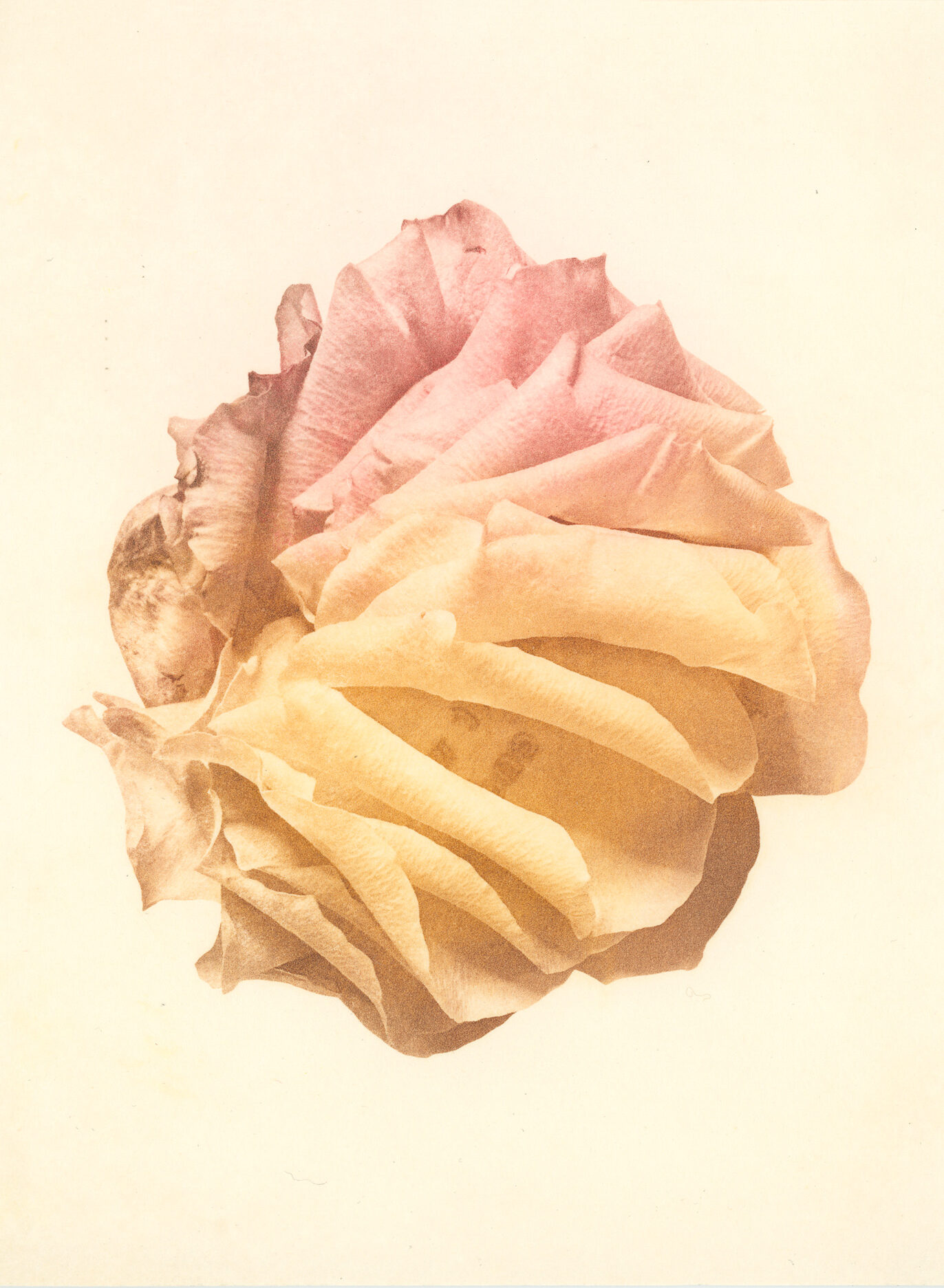 Jenn Law - i don't want it to end (C II), 6.75" x 5", photopolymer gravure print of letterpress printed rose petals, variable edition of 5, 2025