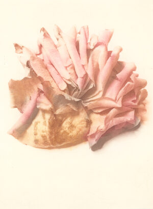 Jenn Law - i don't want it to end (C I), 6.75" x 5", photopolymer gravure print of letterpress printed rose petals, variable edition of 5, 2024