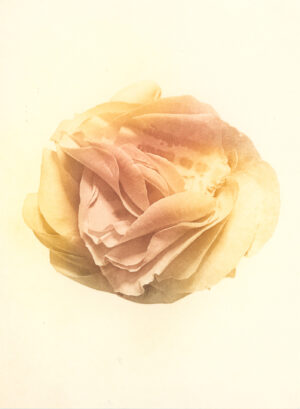 Jenn Law - i just want it to mean something (C III), 6.75" x 5", photopolymer gravure print of letterpress printed rose petals, variable edition of 5, 2025