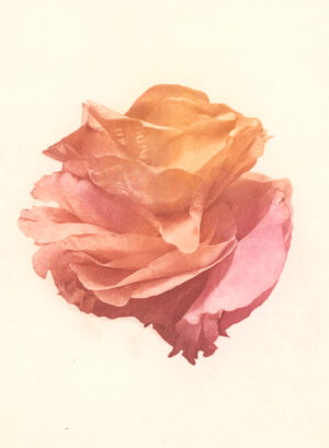 Jenn Law - i just want it to mean something (C II), 6.75" x 5", photopolymer gravure print of letterpress printed rose petals, variable edition of 5, 2025