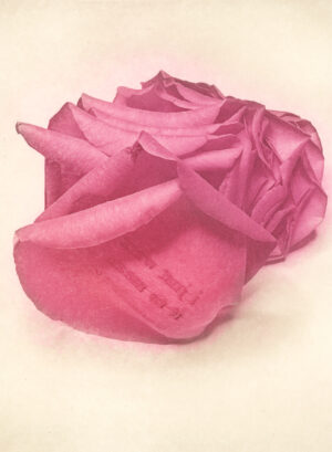Jenn Law - i just want it to mean something (C I), 6.75" x 5", photopolymer gravure print of letterpress printed rose petals, variable edition of 5, 2025