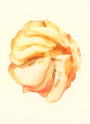 Jenn Law - i thought i would know by now (C II), 6.75" x 5", photopolymer gravure print of letterpress printed rose petals, variable edition of 5, 2026