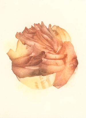Jenn Law - i thought i would know by now (C I), 6.75" x 5", photopolymer gravure print of letterpress printed rose petals, variable edition of 5, 2026