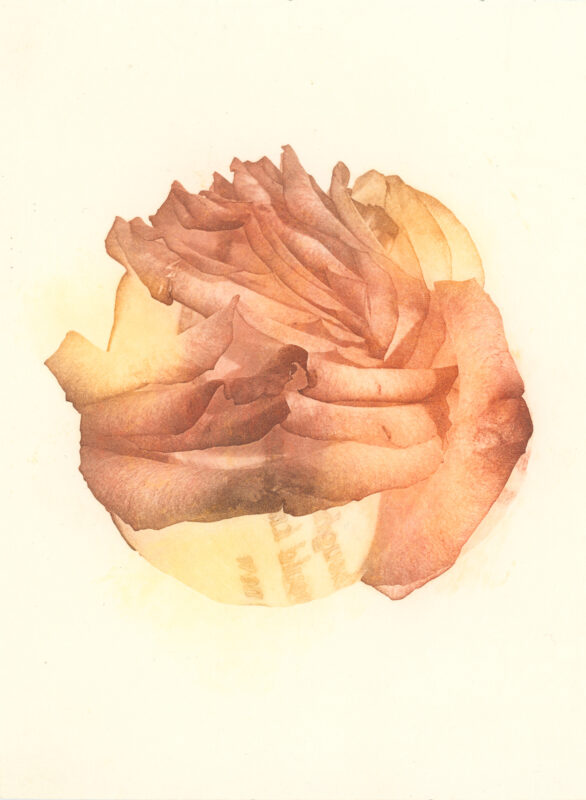 Jenn Law - i thought i would know by now (C I), 6.75" x 5", photopolymer gravure print of letterpress printed rose petals, variable edition of 5, 2026