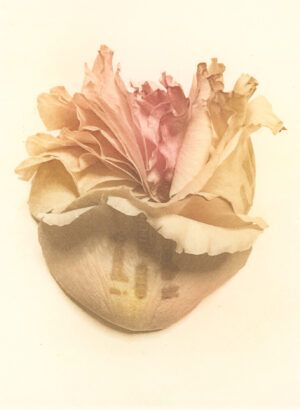 Jenn Law - if there's one thing i know (C II), 6.75" x 5", photopolymer gravure print of letterpress printed rose petals, variable edition of 5, 2025