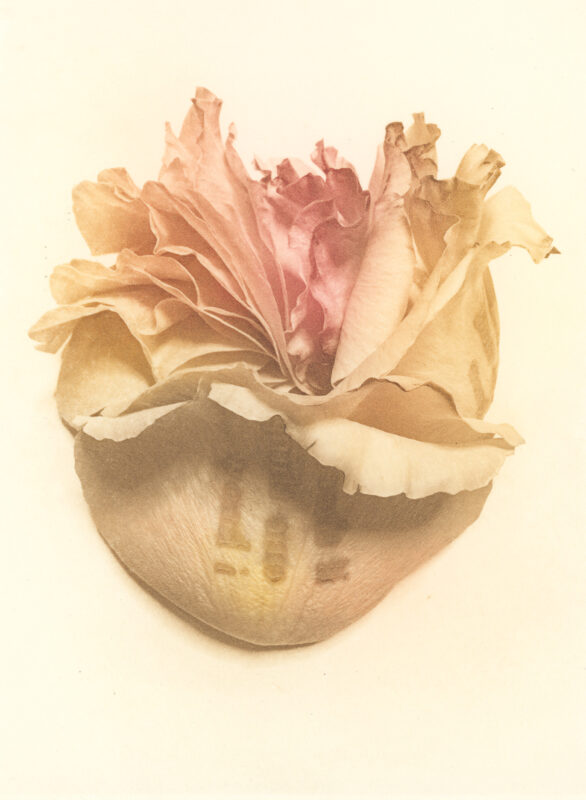 Jenn Law - if there's one thing i know (C II), 6.75" x 5", photopolymer gravure print of letterpress printed rose petals, variable edition of 5, 2025
