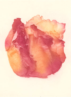Jenn Law - if there's one thing i know (C I), 6.75" x 5", photopolymer gravure print of letterpress printed rose petals, variable edition of 5, 2025