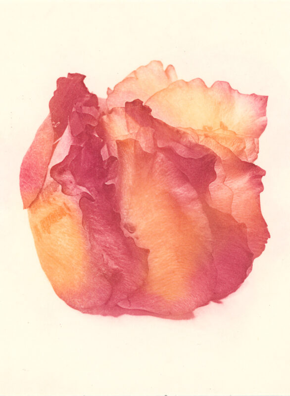 Jenn Law - if there's one thing i know (C I), 6.75" x 5", photopolymer gravure print of letterpress printed rose petals, variable edition of 5, 2025