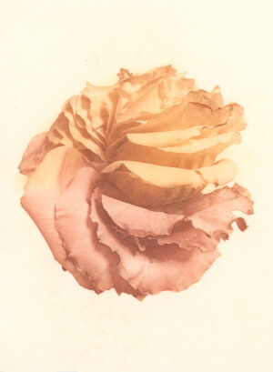 Jenn Law - my heart is breaking all over again (C III), 6.75" x 5", photopolymer gravure print of letterpress printed rose petals, variable edition of 5, 2025