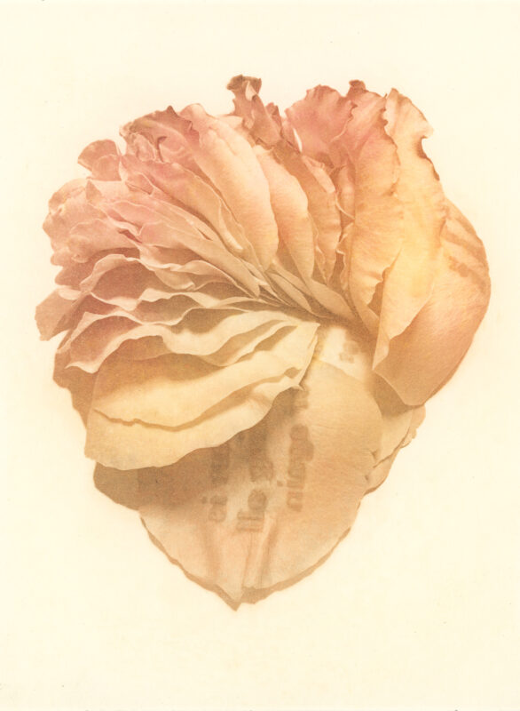 Jenn Law - my heart is breaking all over again (C I), 6.75" x 5", photopolymer gravure print of letterpress printed rose petals, variable edition of 5, 2025