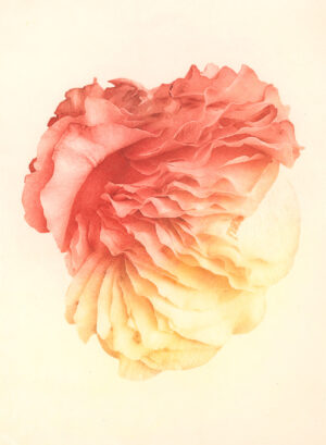 Jenn Law - nothing is without mystery (C II), 6.75" x 5", photopolymer gravure print of letterpress printed rose petals, variable edition of 5, 2026