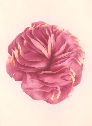 Jenn Law - nothing is without mystery (C I), 6.75" x 5", photopolymer gravure print of letterpress printed rose petals, variable edition of 5, 2026