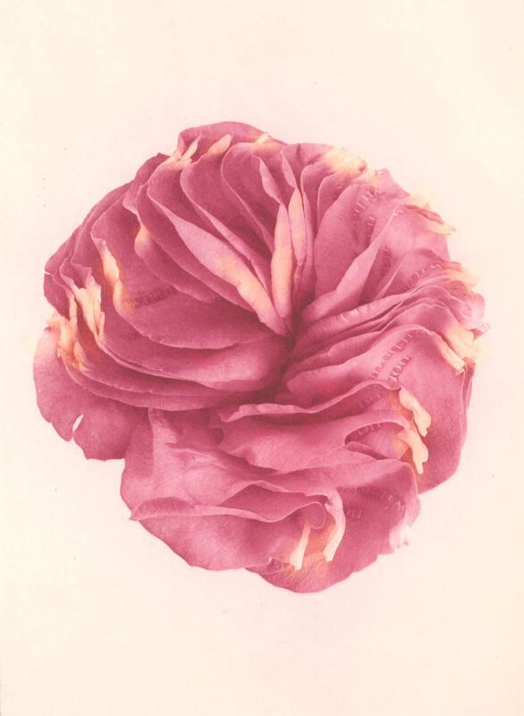 Jenn Law - nothing is without mystery (C I), 6.75" x 5", photopolymer gravure print of letterpress printed rose petals, variable edition of 5, 2026