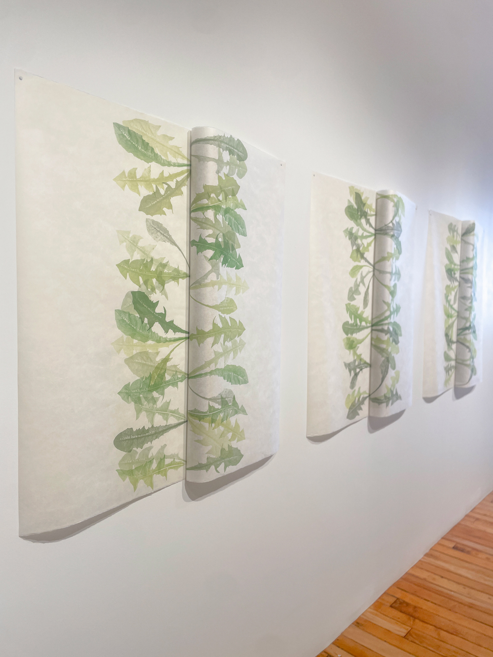 Jenn Law - overleaf (i could learn), 39.25" x 35.5", screenprint of letterpress printed dandelion leaves, variable edition of 3, 2026