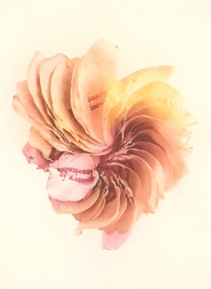 Jenn Law - poetry is inevitable (C III), 6.75" x 5", photopolymer gravure print of letterpress printed rose petals, variable edition of 5, 2026