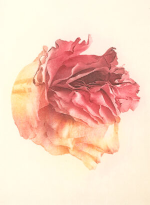 Jenn Law - poetry is inevitable (C II), 6.75" x 5", photopolymer gravure print of letterpress printed rose petals, variable edition of 5, 2026