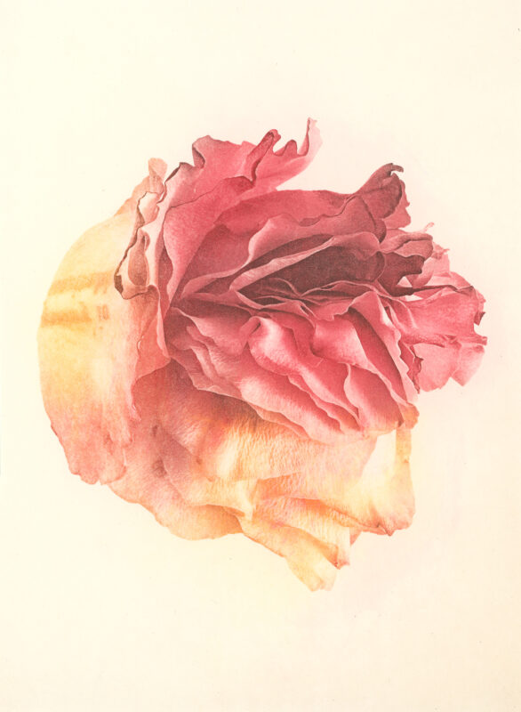 Jenn Law - poetry is inevitable (C II), 6.75" x 5", photopolymer gravure print of letterpress printed rose petals, variable edition of 5, 2026