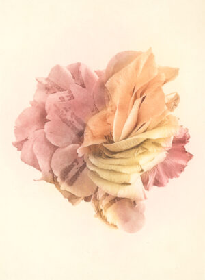 Jenn Law - poetry is inevitable (C I), 6.75" x 5", photopolymer gravure print of letterpress printed rose petals, variable edition of 5, 2026