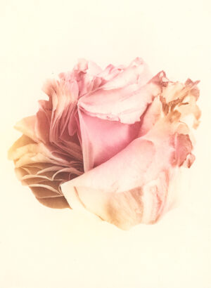 Jenn Law - something is always sacrificed (C III), 6.75" x 5", photopolymer gravure print of letterpress printed rose petals, variable edition of 5, 2026