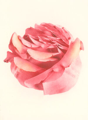 Jenn Law - something is always sacrificed (C II), 6.75" x 5", photopolymer gravure print of letterpress printed rose petals, variable edition of 5, 2026
