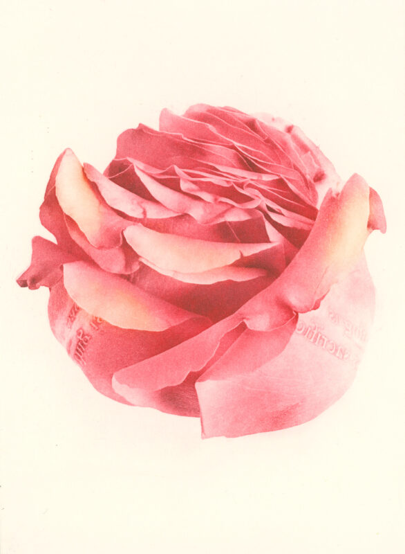 Jenn Law - something is always sacrificed (C II), 6.75" x 5", photopolymer gravure print of letterpress printed rose petals, variable edition of 5, 2026