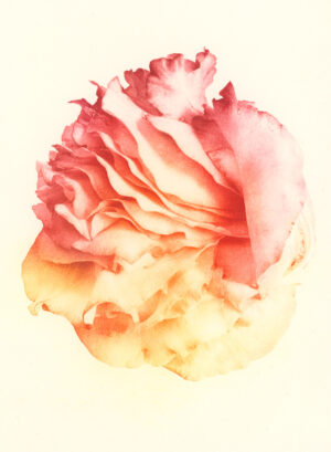 Jenn Law - something is always sacrificed (C IV), 6.75" x 5", photopolymer gravure print of letterpress printed rose petals, variable edition of 5, 2026