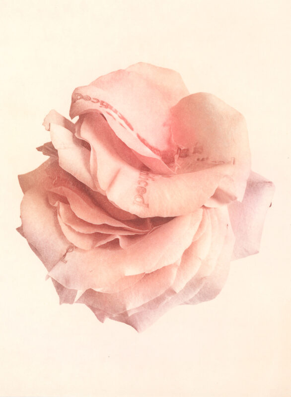 Jenn Law - something is always sacrificed (C I), 6.75" x 5", photopolymer gravure print of letterpress printed rose petals, variable edition of 5, 2026