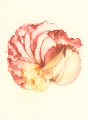 Jenn Law - something is always sacrificed (C VI), 6.75" x 5", photopolymer gravure print of letterpress printed rose petals, variable edition of 5, 2026