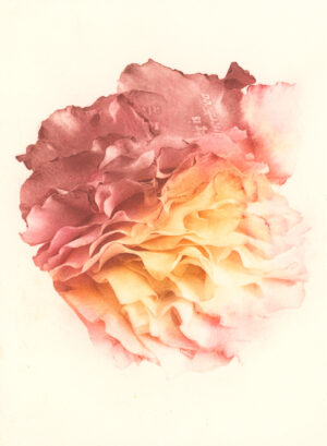 Jenn Law - something is always sacrificed (C V), 6.75" x 5", photopolymer gravure print of letterpress printed rose petals, variable edition of 5, 2026