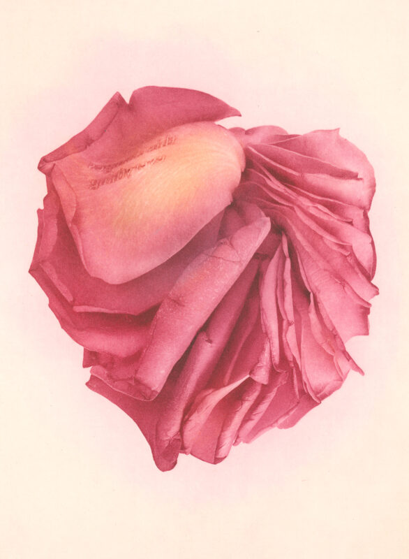 Jenn Law - this changes everything (C I), 6.75" x 5", photopolymer gravure print of letterpress printed rose petals, variable edition of 5, 2026