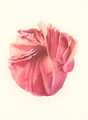 Jenn Law - we are made for love (C I), 6.75" x 5", photopolymer gravure print of letterpress printed rose petals, variable edition of 5, 2026
