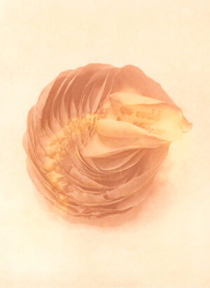 Jenn Law - we could be different (C III), 6.75" x 5", photopolymer gravure print of letterpress printed rose petals, variable edition of 5, 2025