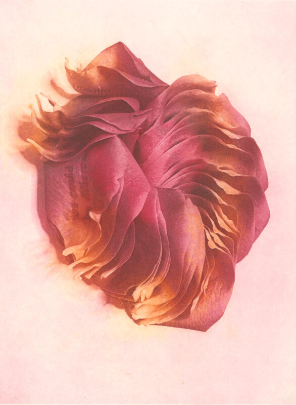 Jenn Law - we could be different (C II), 6.75" x 5", photopolymer gravure print of letterpress printed rose petals, variable edition of 5, 2025
