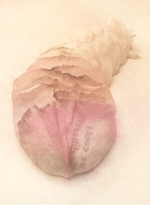 Jenn Law - we could be different (C I), 6.75" x 5", photopolymer gravure print of letterpress printed rose petals, variable edition of 5, 2025
